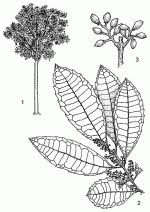 Image result for Xymalos monospora