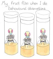 Fruit Flies Like A Banana Op Twitter My Normally Active Fruit Flies Vs My Fruit Flies When I Do Behavioural Observations Science Biology Drosophila Drosophilamelanogaster Patientlywaiting Berniememes Berniesanders Flies Phd Gradschool