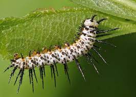 Zebra heliconian), the julia heliconian, and the gulf fritillary butterflies. Zebra Longwing Gtm Research Reserve Butterfly Guide Inaturalist