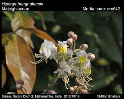 Image result for Malpighiaceae