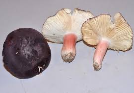 Image result for Russula mariae