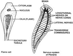 phylum platyhelminthes flatworms central board of