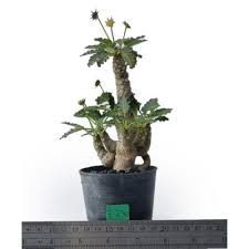 Image result for Dorstenia schliebenii