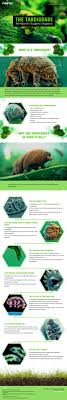 The Tardigrade Meet The Most Extreme Animal On Earth Tardigrados Ciencias De La Vida Biologia