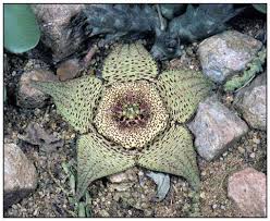 Image result for Orbea paradoxa