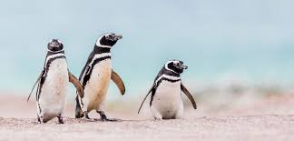 The penguins community on reddit. Fighting Penguins Lead With Their Left Hakai Magazine