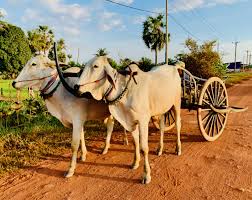 Taurus, used chiefly as a draft animal. An Unforgettable Ox Cart Adventure Siem Reap Beyond Angkor Wat