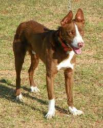 Hangin Tree Cowdog Beautiful Dogs Dogs Animals
