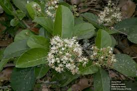 Image result for Ligustrum lucidum