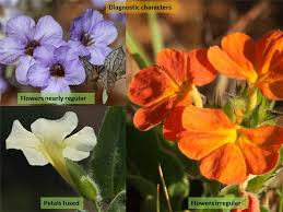 Image result for Acanthaceae