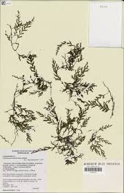 Image result for Crepidomanes inopinatum