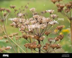 Image result for Apiaceae