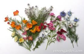 Check out the fairy garden supplies that spotlight has to offer! Fairy Garden Mix Special Seed Blends Renee S Garden Seeds