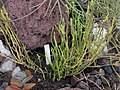 Image result for Crassula morrumbalensis