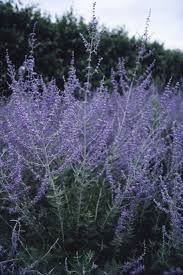 Jardinière d'hiver 'winter square green'. Rhs Advice Tips On Garden Indoor Plants Plant Finder Selector Rhs Gardening