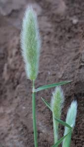 Image result for Polypogon