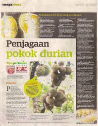 5 step yg perlu diikuti untuk memastikan pokok cili yg ditanam subur dan berbuah lebat #littlekebun #caratanam. Tips Pertanian Bersama Upm Penjagaan Pokok Durian University Agriculture Park