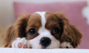 Fighting animal cruelty, promoting pet adoption, and helping you take good care of your pets! Buyer Beware The Problem With Puppy Mills And Backyard Breeders Paws