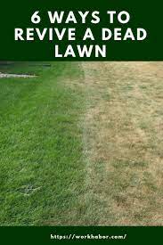 6 Ways To Revive A Dead Lawn Green Lawn Care Spring Lawn Care Fall Lawn Maintenance