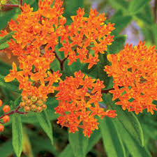 Image result for Asclepias foliosa