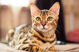 My snow bengal is extremely talkative, is it a common trait in bengal cats in general? 5 Important Facts To Keep In Mind Before Getting A Bengal Cat