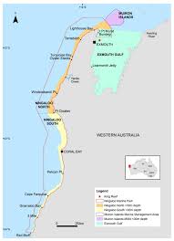 Image result for Selago lacunosa