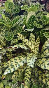 Calathea Peacock Plant Zebra Plant Rattlesnake Plant