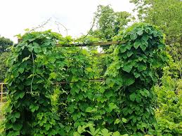 Gestalten sie einen kleinen idyllischen ort im garten, von. Das Grune Archiv Weintrauben Anbau Pflegen Und Ernten