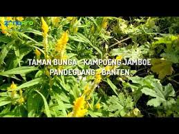Видео seru dan sejuk, indah banget ! Taman Bunga Kampung Jambu Pandeglang Banten Youtube