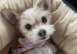 They need daily exercise — a good walk, romp in the yard, or a. 27 Marvelous Maltese Mixes The Ultimate Maltese Mix Guide