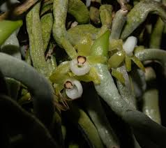 Image result for Taeniophyllum