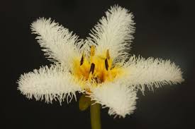 Image result for Nymphoides milnei