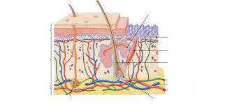 Integumentary System Diagram Quizlet