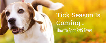 Fevers are not an uncommon occurrence in both animals and humans and are often symptomatic of an underlying a hot and dry nose is an indication your dog may have a fever. Rocky Mountain Spotted Fever In Dogs Animal Clinic Of Woodruff Spartanburg Sc