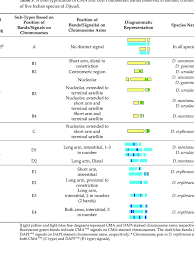 Image result for Dipcadi platyphyllum