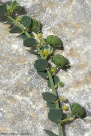 Image result for Andrachne