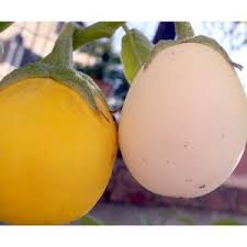 This is only the tree, when i find fruit growing on one, i'll film it. Egg Tree Tree Seeds Growing Indoors Seed Growing