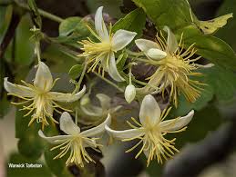 Image result for Clematis brachiata