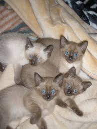 There are programs all over the country where you can do. Rehome The Brunswick Cats Home Facebook