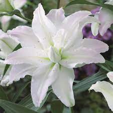 Miss Lucy Lily White Lily Flower Tree Lily Lily Bulbs