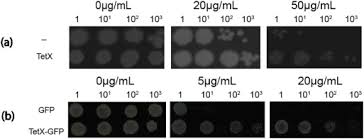 Oug 64/2016 fost fundamentată prin necesitatea de a „remedia situația juridică pe baza căreia comisia europeană consideră că românia a instituit, contrar legislației europene, restricții privind exporturile. A Genetically Engineered Escherichia Coli That Senses And Degrades Tetracycline Antibiotic Residue Sciencedirect