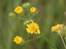 Image result for Crepis newii