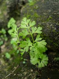 Image result for Anogramma leptophylla