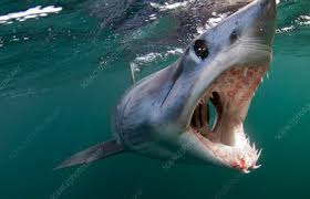 Giant scary shark with sharp teeth under water in aquarium. Scary Shark Keyword Search Science Photo Library