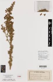 Image result for Lotononis laxa