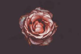 We guarantee your satisfaction on every flower order you send for delivery through avas flowers! Ava Opera Blog Life At Ava