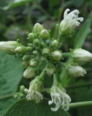 Image result for Pentarrhinum abyssinicum