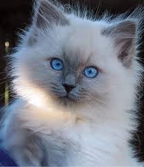 Birman Kittens For Sale Price 18 Reason Why Cats Talking To You So Much Meow With Images Kittens Cutest Cute Cats Pretty Cats