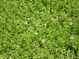Image result for Bacopa hamiltoniana