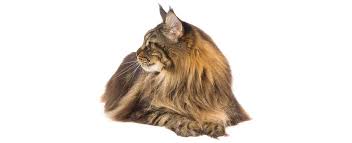 As your cat ages, he or she may experience a decline in cognitive functioning. Maine Coon Cat Breed Profile Petfinder